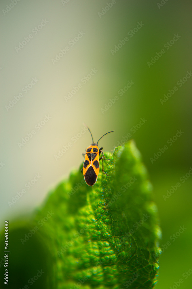緑の葉の上に、美しい模様の昆虫が。 緑の葉の上に、美しい模様の昆虫が。