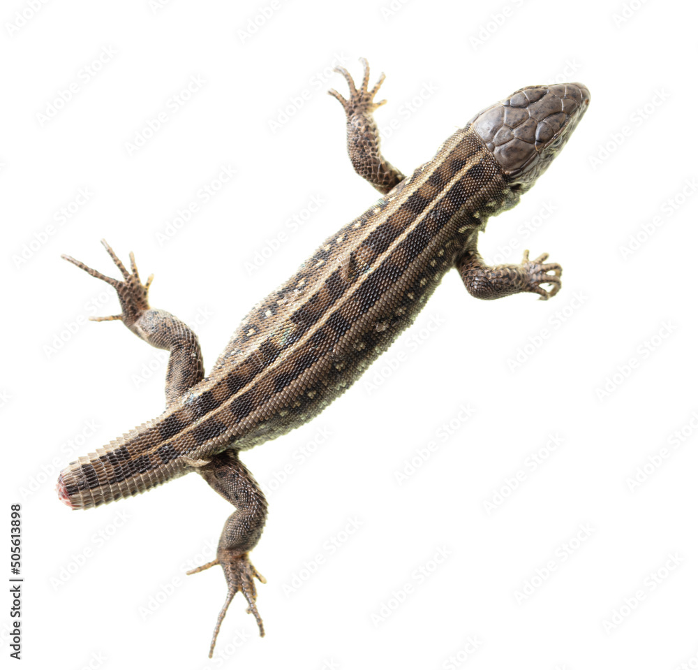 Naklejka premium Lizard portrait isolated on white background.