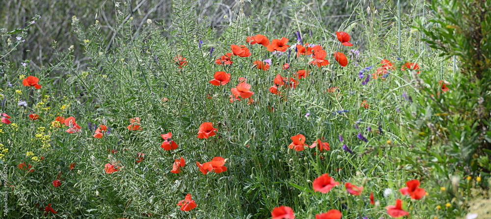 Fototapeta premium coquelicots