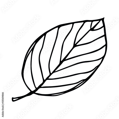 Vector lemon leaves clipart. Hand drawn plant illustration. For print, web, design, decor, logo.