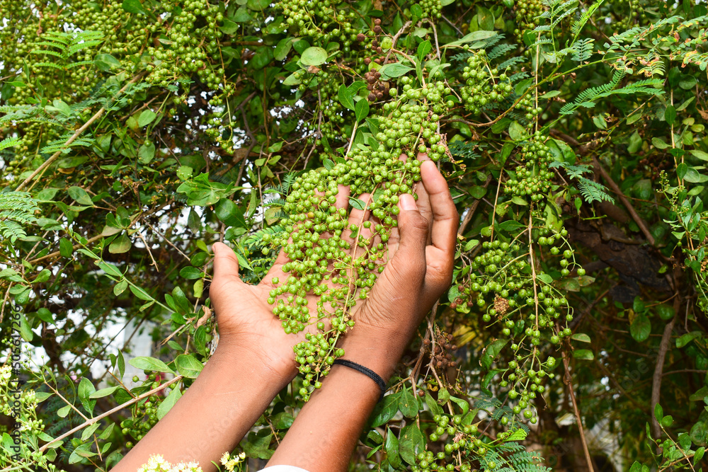 Heena Lawsonia inermis bunch of young green fruitat end branch, Used as herbal hair dye Heena Lawsonia inermis bunch of young green fruitat end branch, Used as herbal hair dye