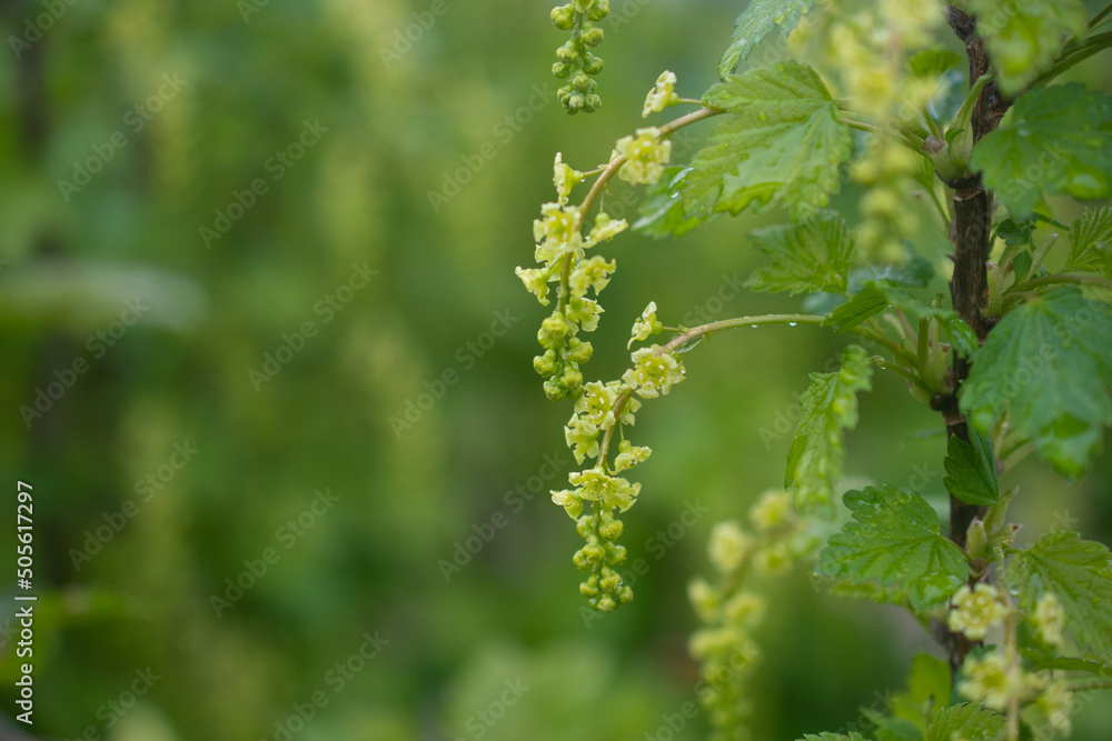 Currant blossom close-up, selective focus on a blurred background: a place for text, gardening and information about pollination for the berry harvest Currant blossom close-up, selective focus on a blurred background: a place for text, gardening and information about pollination for the berry harvest