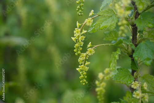 Currant blossom close-up, selective focus on a blurred background: a place for text, gardening and information about pollination for the berry harvest © Leila