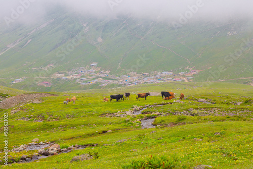 Avusor Lake, which is located on the borders of Rize province in the Black Sea region of Turkey, local name 