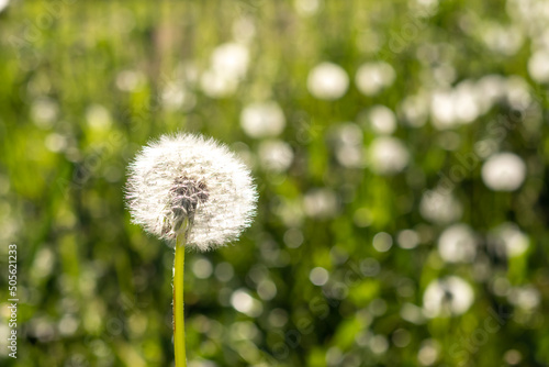 White dandelion against a blurred green field with dandelions.