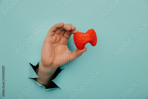 Male hand showing a thyroid out of a hole torn in blue paper wall. Health care, pharmaceutics and medicine advertisement photo