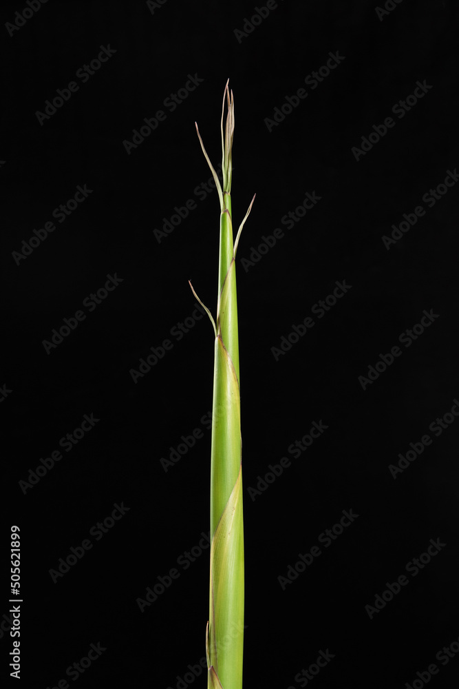 Bamboo sprout,bamboo shoots on black background Bamboo sprout,bamboo shoots on black background