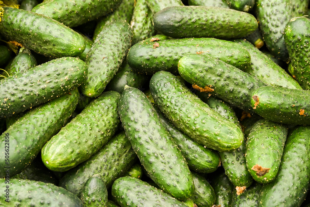 Cucumbers lying on a pile on top of each other, texture of cucumbers. Selective focus. Cucumbers lying on a pile on top of each other, texture of cucumbers. Selective focus.