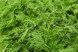 Texture of green dill. Selective focus.