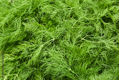 Texture of green dill. Selective focus.