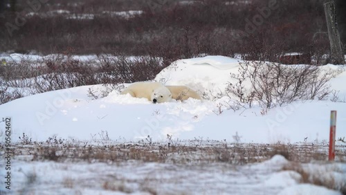 Polar bears cuddle together for midday nap in the snow; Manitoba, Canada photo