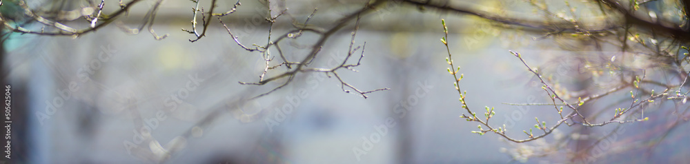 Panorama of branches with buds on a blurred background. Young spring shoots of a tree