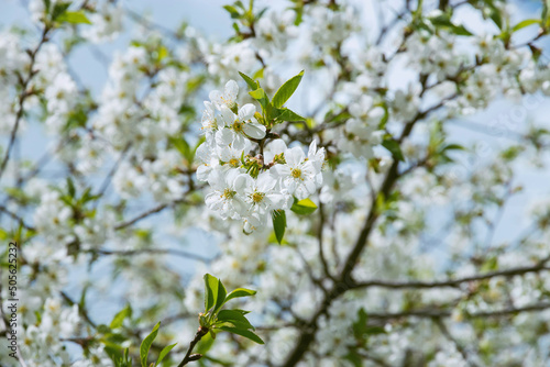Photo of beautiful white flowers on a tree in early spring, blurred background. Spring flowering of fruit trees. Beautiful spring background. Selective focus. © Vit-Vit