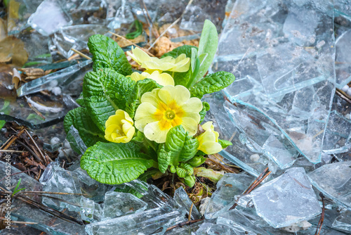 Primula vulgaris in broken glass