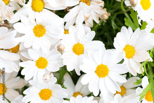 Beautiful daisies that bloom in spring when the sun warms the day.