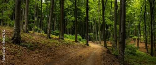 Trail in green forest. Calm summer day in the woods. Beautiful trail in the forest. Dramatic light