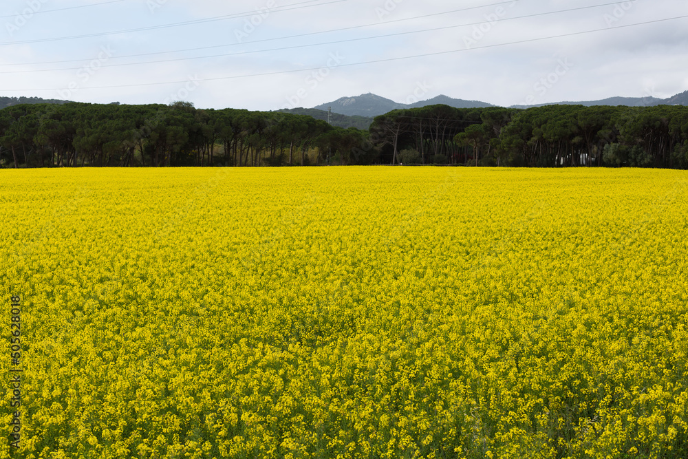 Fields of yellow flowers in early spring