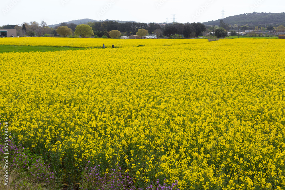 Field of rapeseed with yellow flowers in springtime