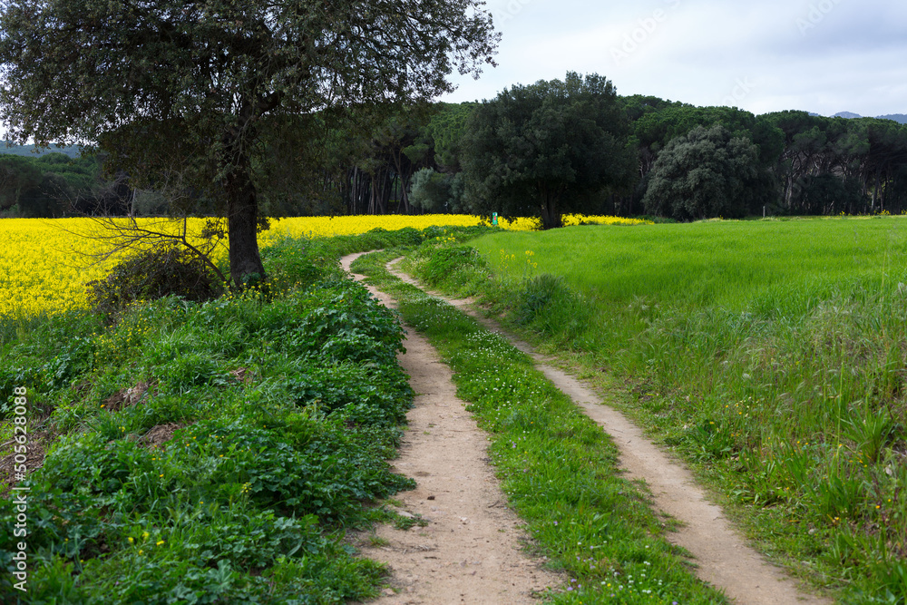 Obraz premium Rural dirt road with green grass in springtime