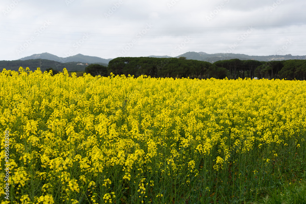Fields of yellow flowers in early spring Fields of yellow flowers in early spring