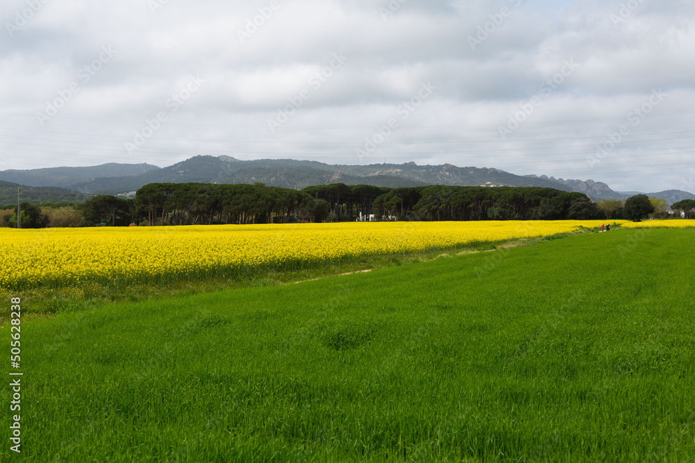 Spring and field full of yellow rapeseed blossoms