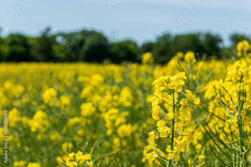 Close-up of an inflorescence with many yellow rapeseed flowers 