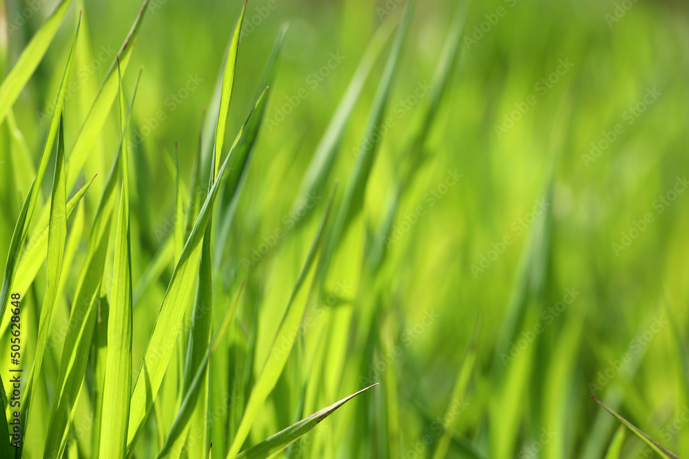 Green grass in sunlight, blurred background. Fresh spring or summer nature, sunny meadow