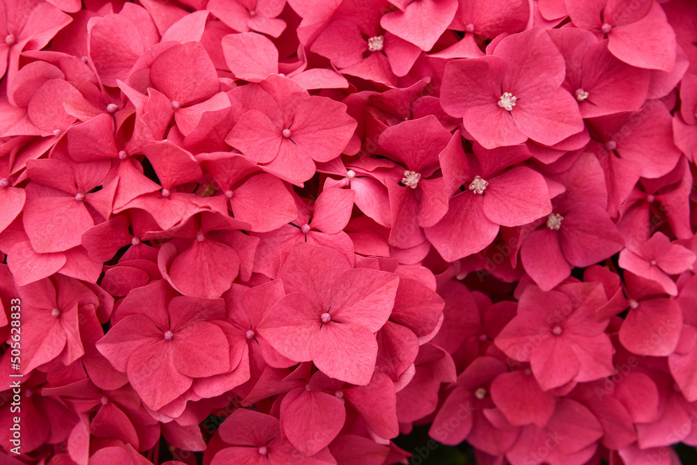 Fototapeta premium Den Helder, Netherlands, may 2022. The blue and pink flowers of a hydrangea
