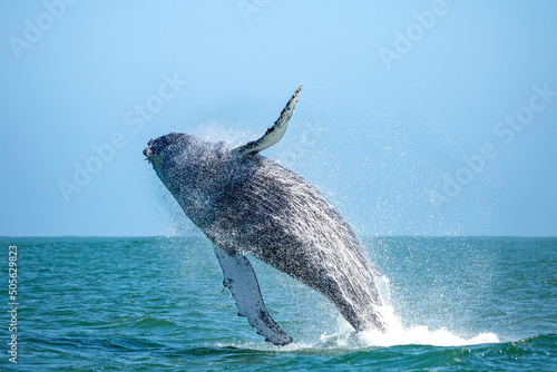 The whale jumps out of the water. Splashing water. Walvis Bay, Namibia, Africa
