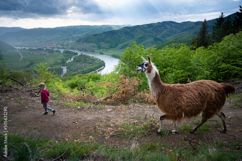 Das Mädchen mit dem Lama am Welterbesteig photo