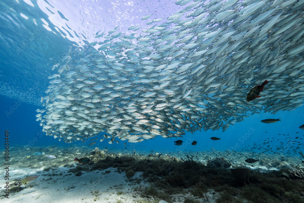 Seascape with Bait Ball, School of Fish, Mackerel fish in the coral reef of the Caribbean Sea, Curacao Seascape with Bait Ball, School of Fish, Mackerel fish in the coral reef of the Caribbean Sea, Curacao