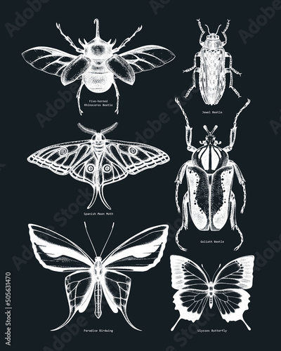 Vector collection of high detailed insects sketches. Hand-sketched beetles and butterflies illustrations on chalkboard. Entomological hand-drawings. Vintage insects in sketched style print