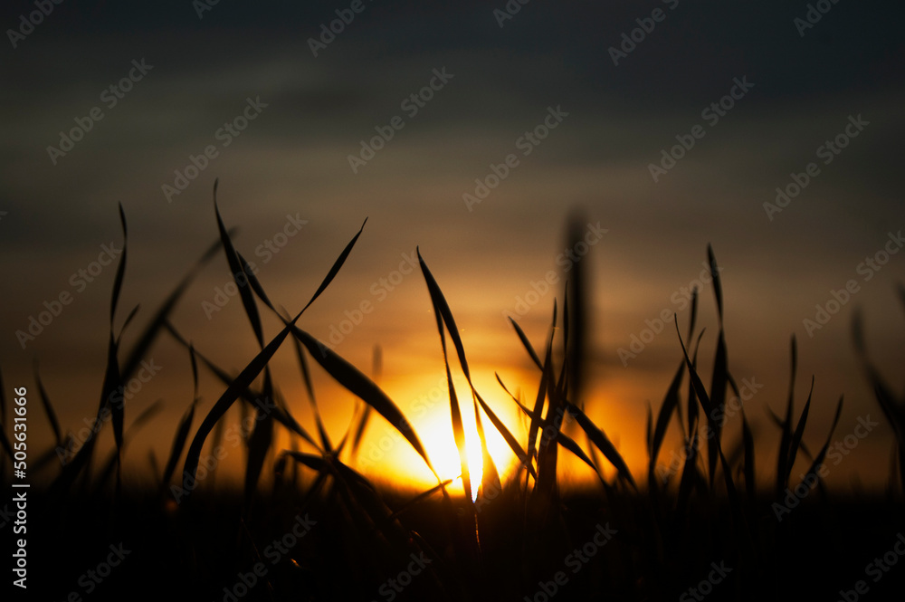 photo of a sunset in the shade of grass