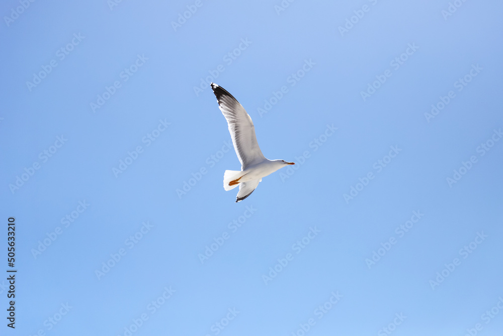 Seagull flying in the air