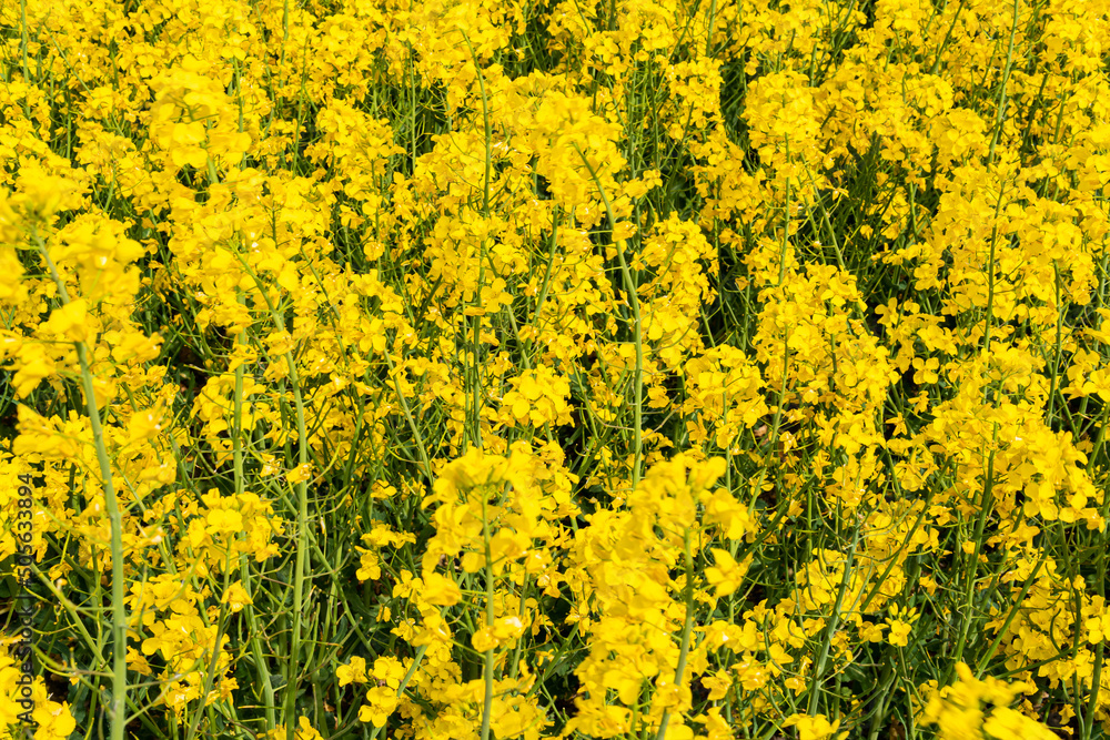 A big, beautiful field of yellow rape flowers and blue sky on a hot sunny summer day A big, beautiful field of yellow rape flowers and blue sky on a hot sunny summer day