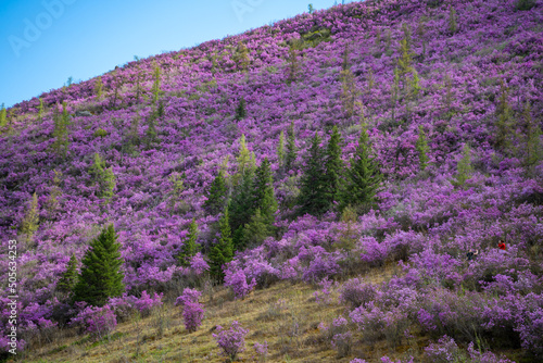 Blooming maralnik or Rhododendron ledebourii in Altai mountains near Chuysky tract  Altai  Siberia  Russia 