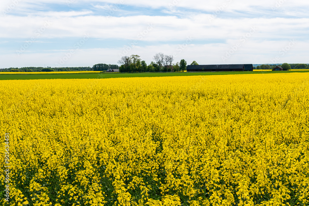 A big, beautiful field of yellow rape flowers and blue sky on a hot sunny summer day