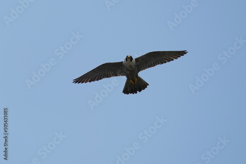 peregrine falcon in flight