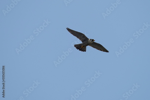 peregrine falcon in flight