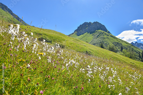 meadow with cotton grass, mountain landscape grisons switzerland