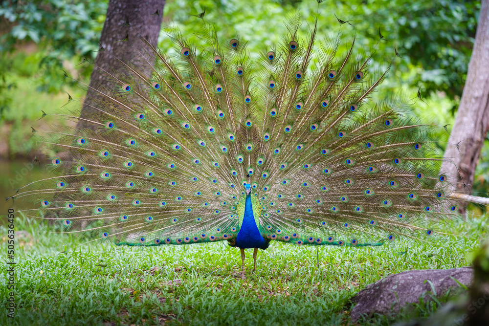 Φωτογραφία Portrait Peacock, Peafowl or Pavo cristatus, live in a forest natural park full body colorful spread tail-feathers gesture elegance at Suan Phueng, Ratchaburi, Thailand