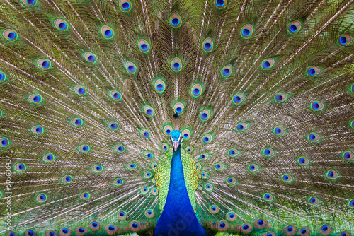 Portrait Peacock, Peafowl or Pavo cristatus, live in a forest natural park colorful spread tail-feathers gesture elegance at Suan Phueng, Ratchaburi, Thailand.