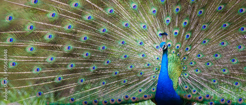 Portrait Peacock, Peafowl or Pavo cristatus, live in a forest natural park colorful spread tail-feathers gesture elegance at Suan Phueng, Ratchaburi, Thailand. Leave space for banner text input. photo