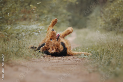 Airedale terrier dog lies on the road