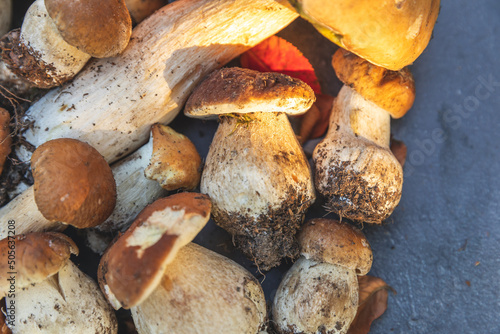 Autumn fall composition. Raw edible mushrooms Penny Bun on dark black stone shale background. Ceps over gray table. Cooking delicious organic mushroom gourmet food. Flat lay top view