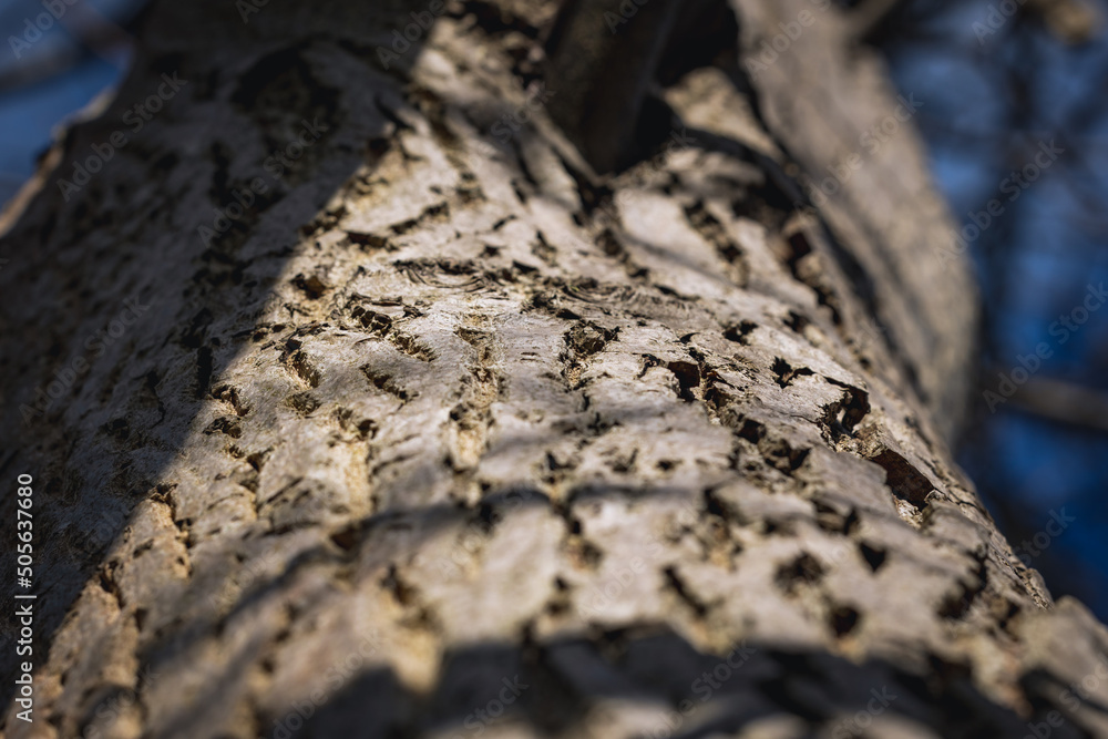 Bark of Juglans regia tree commonly called Common walnut Bark of Juglans regia tree commonly called Common walnut