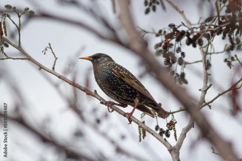 bird on the tree bird on the tree