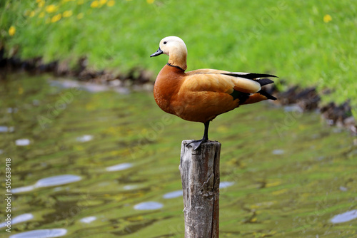 Shelduck (Tadorna ferruginea) standing on old tree trunk in the lake. Male red duck in spring park