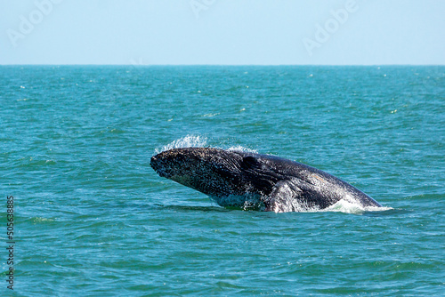 Whale head in the water. Walvis Bay, Namibia, Africa