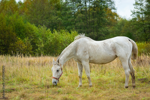 White horse grazing on the meadow in front of the forest.